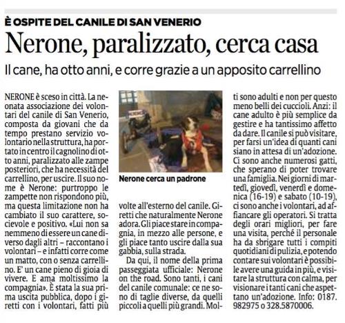 Nerone cerca casa, ed è protagonista di questo articolo uscito su Il Secolo XIX.
 
Per agevolarne la lettura  riportiamo qui sotto il contenuto dell’articolo in maniera integrale:
 
NERONE è sceso in città. La neonata associazione dei volontari del canile di San Venerio, composta da giovani che da tempo prestano servizio vo­lontario nella struttura, ha portato in centro il cagnolino di otto anni, paralizzato alle zampe posteriori, che ha necessità del carrellino, per uscire. Il suo nome è Nerone: purtroppo le zampette non rispondono più, ma questa limitazione non ha cambiato il suo carattere, so­cievole e positivo. «Lui non sa nemmeno di essere un cane diverso dagli altri - raccontano i volontari - e infatti corre come un matto, con o senza carrellino. È un un cane pieno di gioia di vivere. E ama moltissimo la compagnia». È stata la sua prima uscita pubblica, dopo i giretti con i volontari, fatti più volte all’esterno del canile. Giretti che naturalmente Nerone adora. Gli piace stare in compa­gnia, in mezzo alle persone, e gli piace tanto uscire dalla sua gabbia, sulla strada.
Da qui, il nome della prima passeggiata ufficiale: «Nerone on the road». Sono tanti, i cani del canile comunale: ce ne sono di taglie diverse, da quelli piccoli a quelli più grandi. Molti sono adulti e non per questo meno belli dei cuccioli. Anzi: il cane adulto è più semplice da gestire e ha tantissimo affetto da dare. Il canile si può visitare, per farsi un'idea di quanti cani siano in attesa di un’adozione. Ci sono anche numerosi gatti, che sperano di poter trovare una famiglia. Nei giorni di martedì, giovedì, venerdì e domenica (16-19) e sabato (10-19). ci sono anche i volontari, ad affiancare gli operatori. Si tratta degli orari migliori, per fare una visita, perché il personale ha da sbrigare tutti i compiti quotidiani di pulizia, e potendo contare sui volontari è possibile avere una guida in più, e visitare la struttura con calma, per visionare i tanti cani che aspet­tano un’adozione.